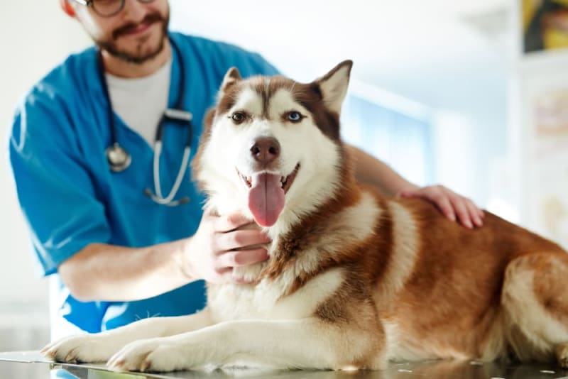 Understanding Blood Tests for Dogs Understanding Blood Tests for Dogs