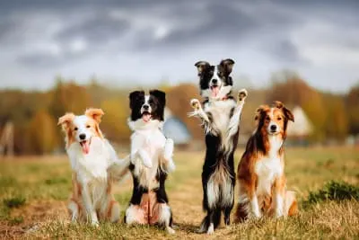 Pet Parent's Guide to Hookworm in Dogs