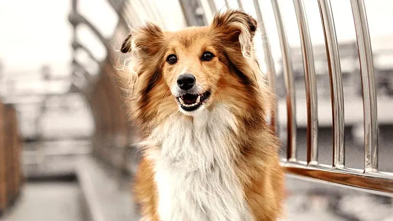 Orange dog in sitting position