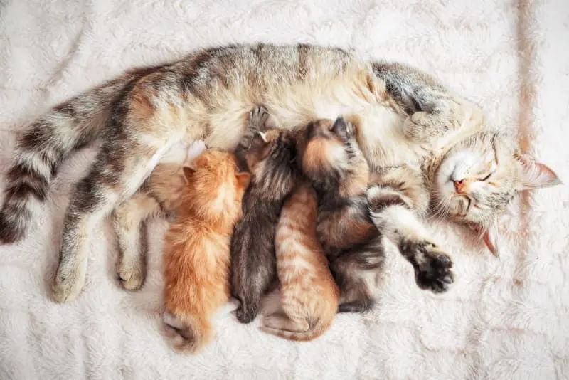 How Long Are Cats Pregnant? How Long Are Cats Pregnant?