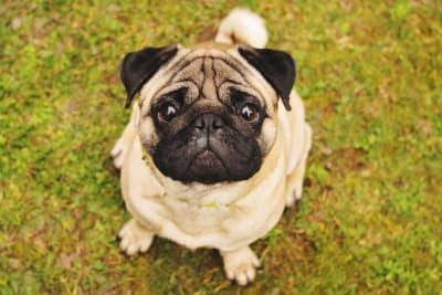 Best Small Family Dogs