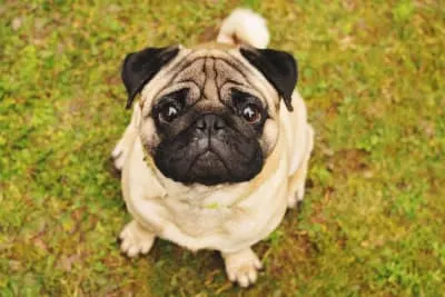 Best Small Family Dogs Best Small Family Dogs