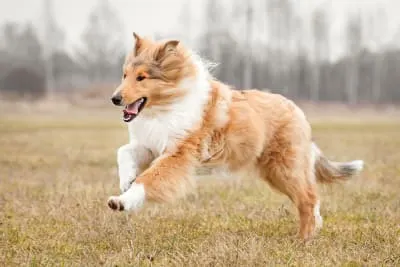 Common Dog Knee Surgeries