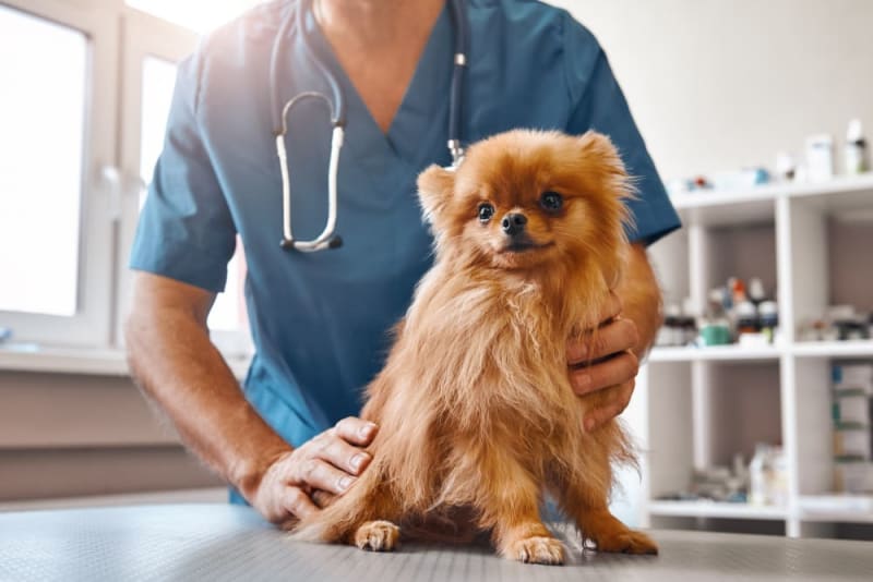 Vaccine Reactions in Dogs Vaccine Reactions in Dogs