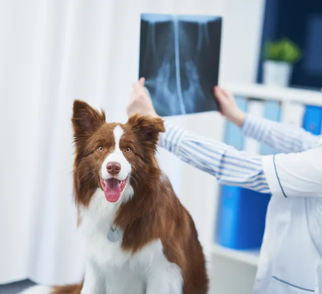 A Border Collie sitting happily next to a veterinarian who is holding up an X-ray film of a dog's pelvis and hips.