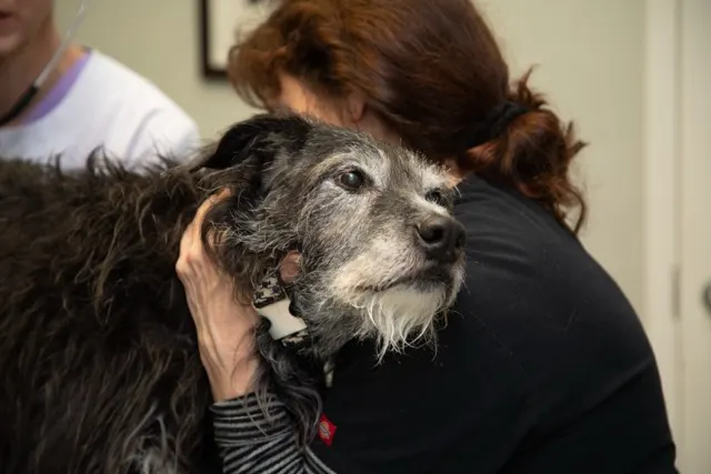 Owner providing comfort to a senior wire-haired dog during a veterinary examination. Owner providing comfort to a senior wire-haired dog during a veterinary examination.