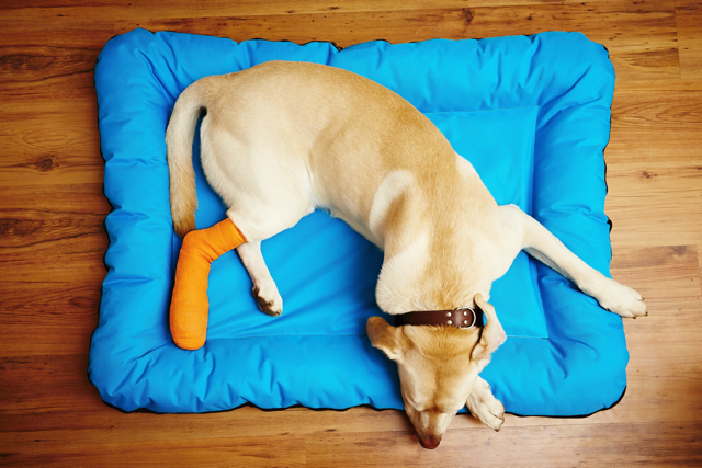 Petvet - Surgery - Dog on blue mat
