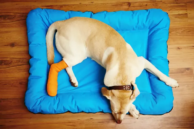 Top-down view of a yellow Labrador Retriever resting on a blue orthopedic bed with a bright orange cast on its hind leg.