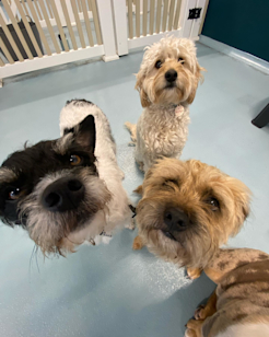 17 Erskineville Road, Newtown 2042