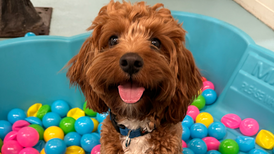 42 McCauley St, Alexandria NSW 2015