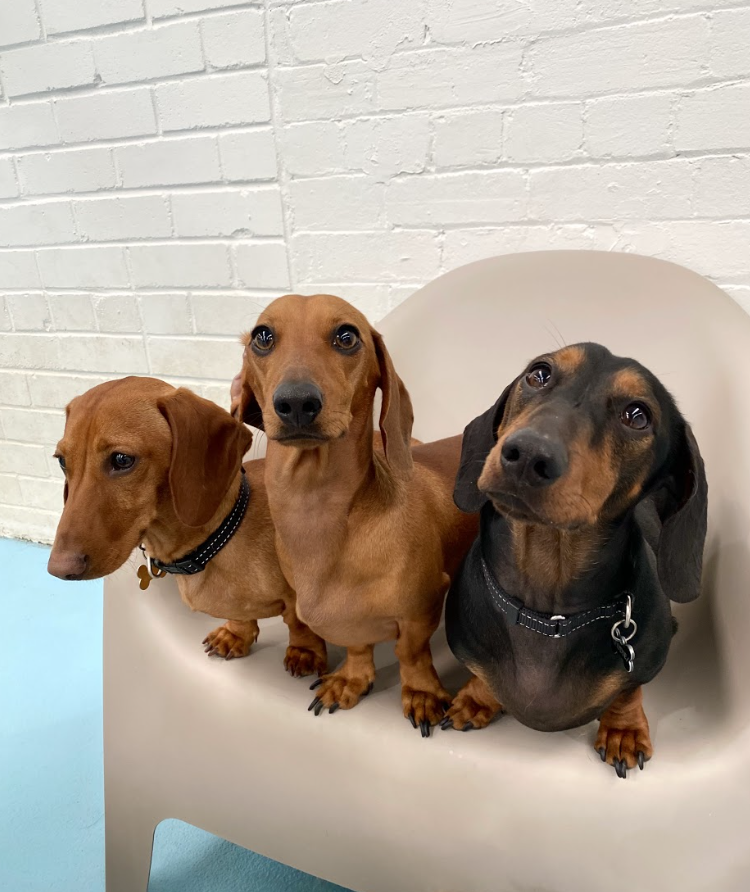 Doggy Daycare Brisbane Book Your Pup In With Kip doggy-daycare-greenslopes-qld-day-care-for-your-dogs