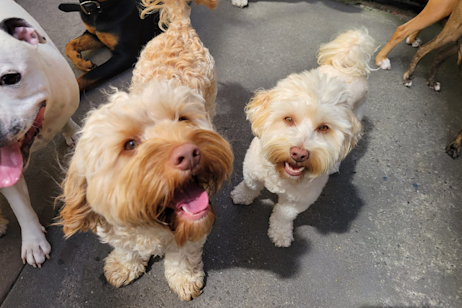 6 Temple Drive, Thomastown VIC 3074