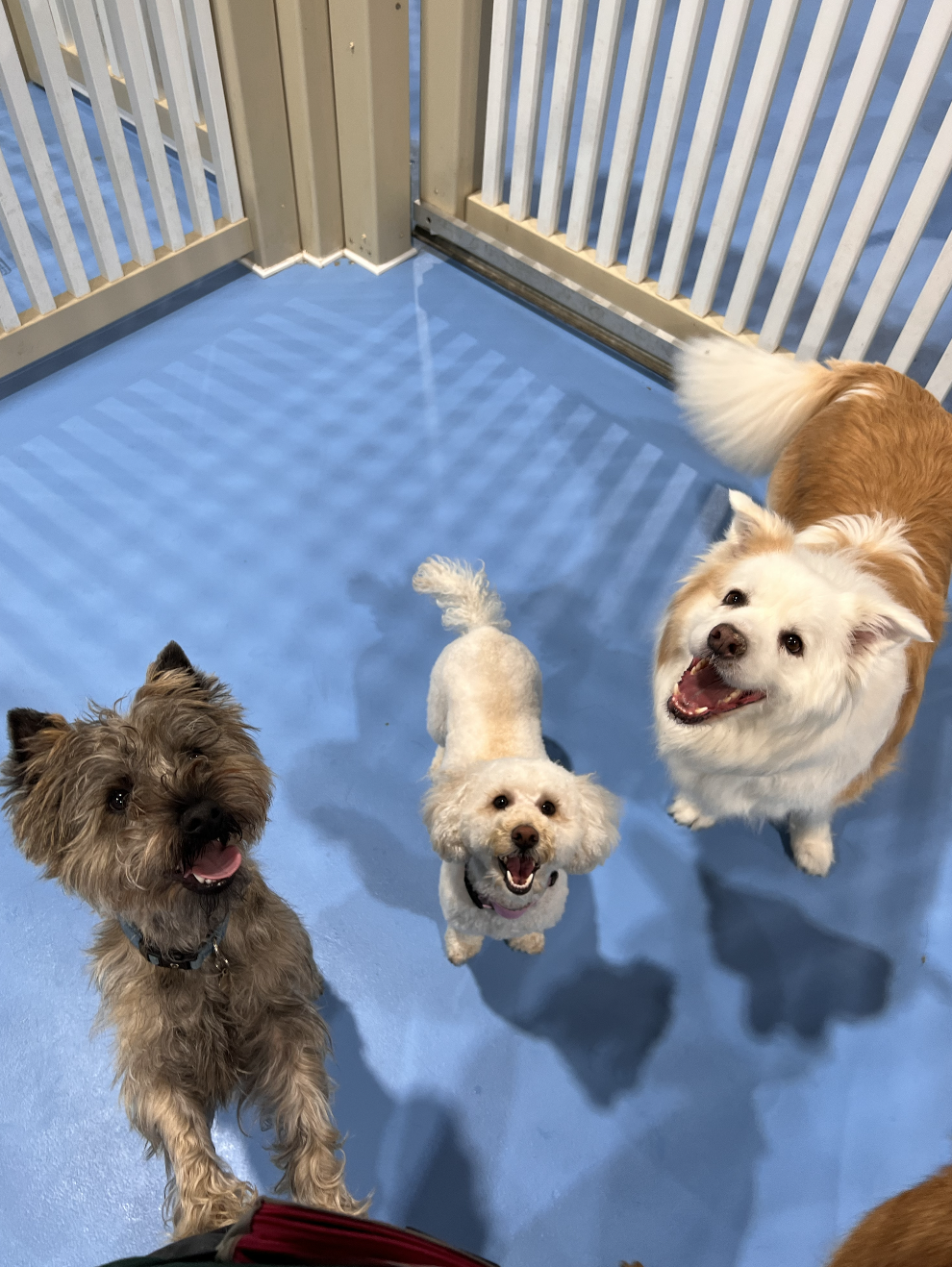 Has your dog been itching to try daycare?