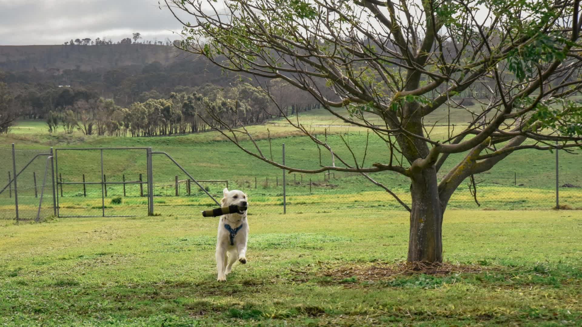Dog Boarding Adelaide