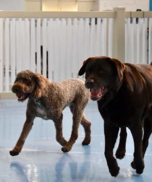 Expert Doggy Daycare in Melbourne