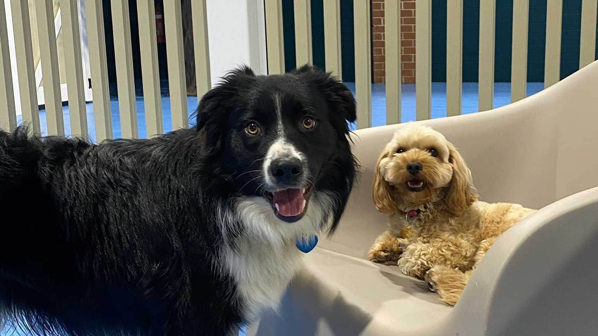 56 Chapel Street, Marrickville 2204