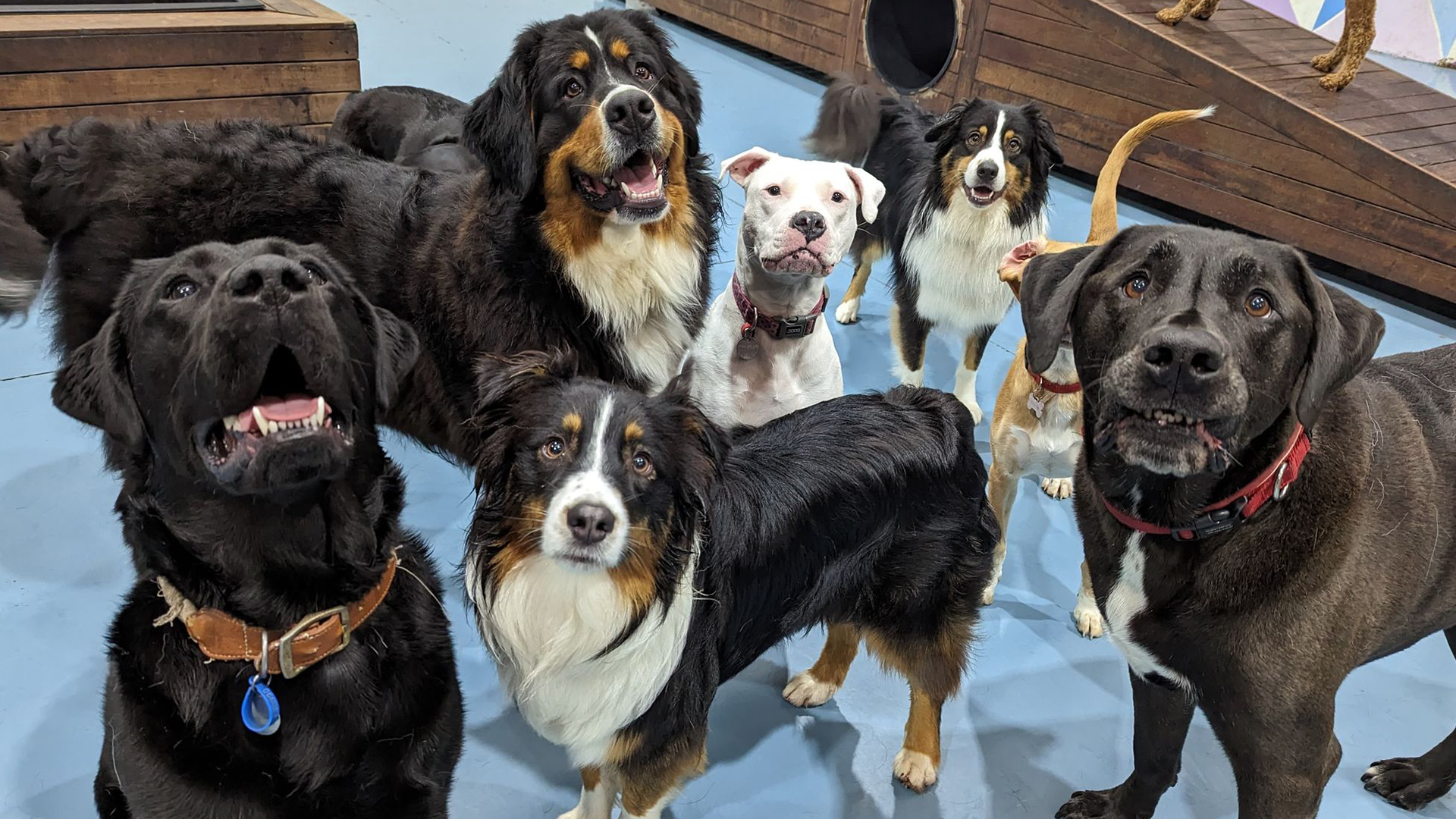 Has your dog been itching to try daycare?