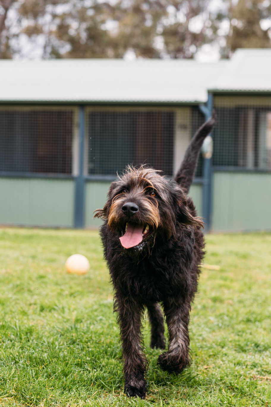What Does Pet Boarding Sydney Include?