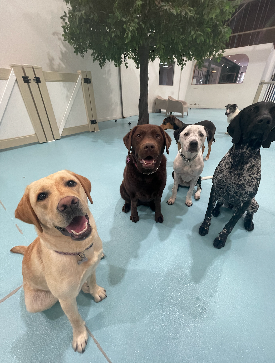 Has your dog been itching to try daycare?