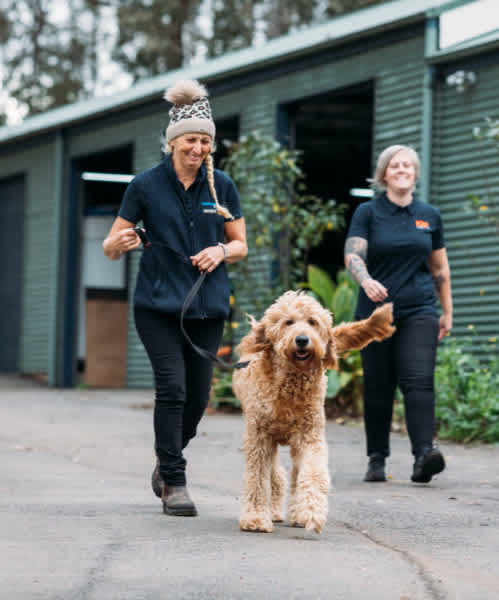 Dog Kennels Adelaide Locals Love