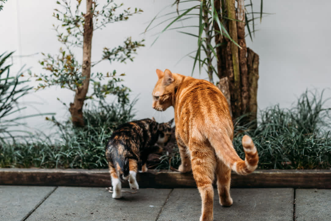 The Cattery Brisbane Kittens Love