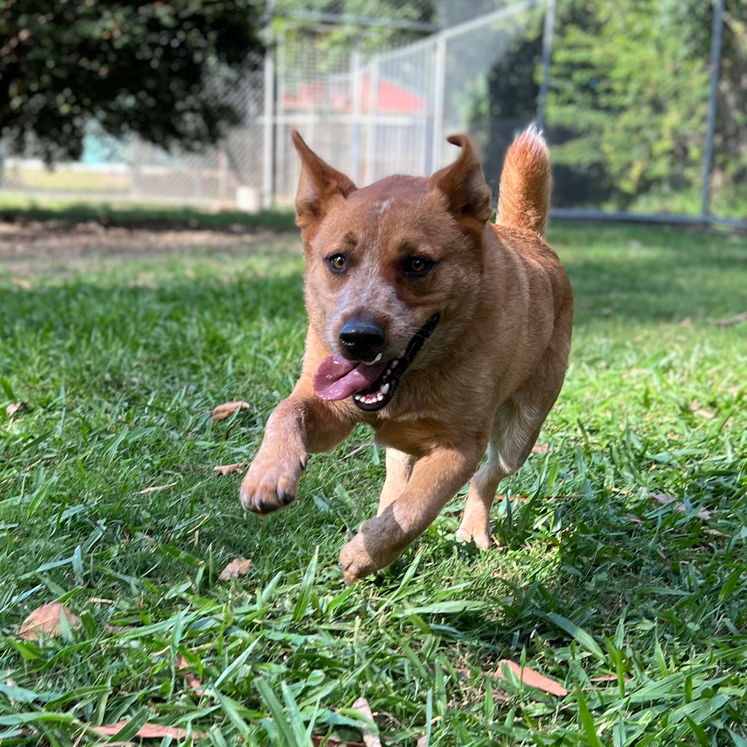 Pet Boarding Brisbane Book Kip's Pet Retreat Hotel