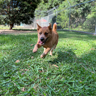 353 Narangba Rd, Kurwongbah QLD 4503