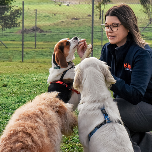 Pet Boarding You Can Trust