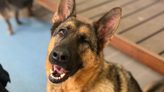 17 Burgess Road, Bayswater North VIC 3153