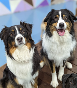 7 King Street, Nunawading VIC 3131