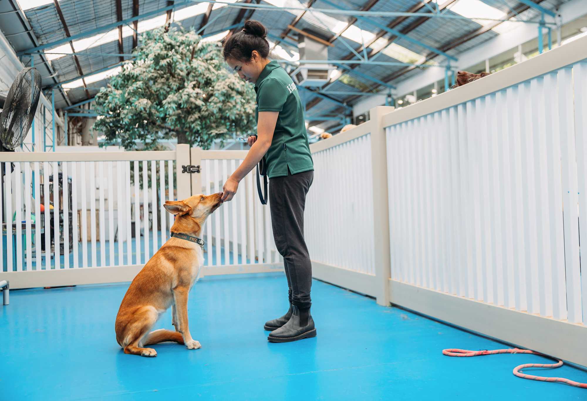 Dog Training Melbourne