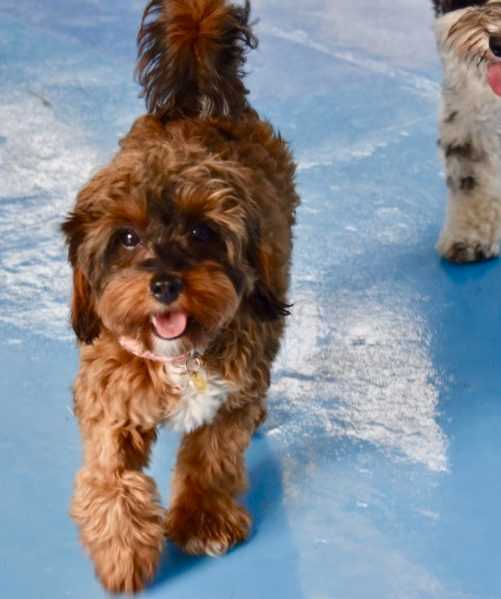 Reinventing Melbourne Dog Daycare