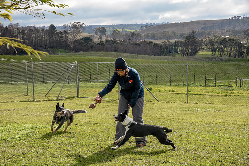 Specialised Pet Boarding for Dogs