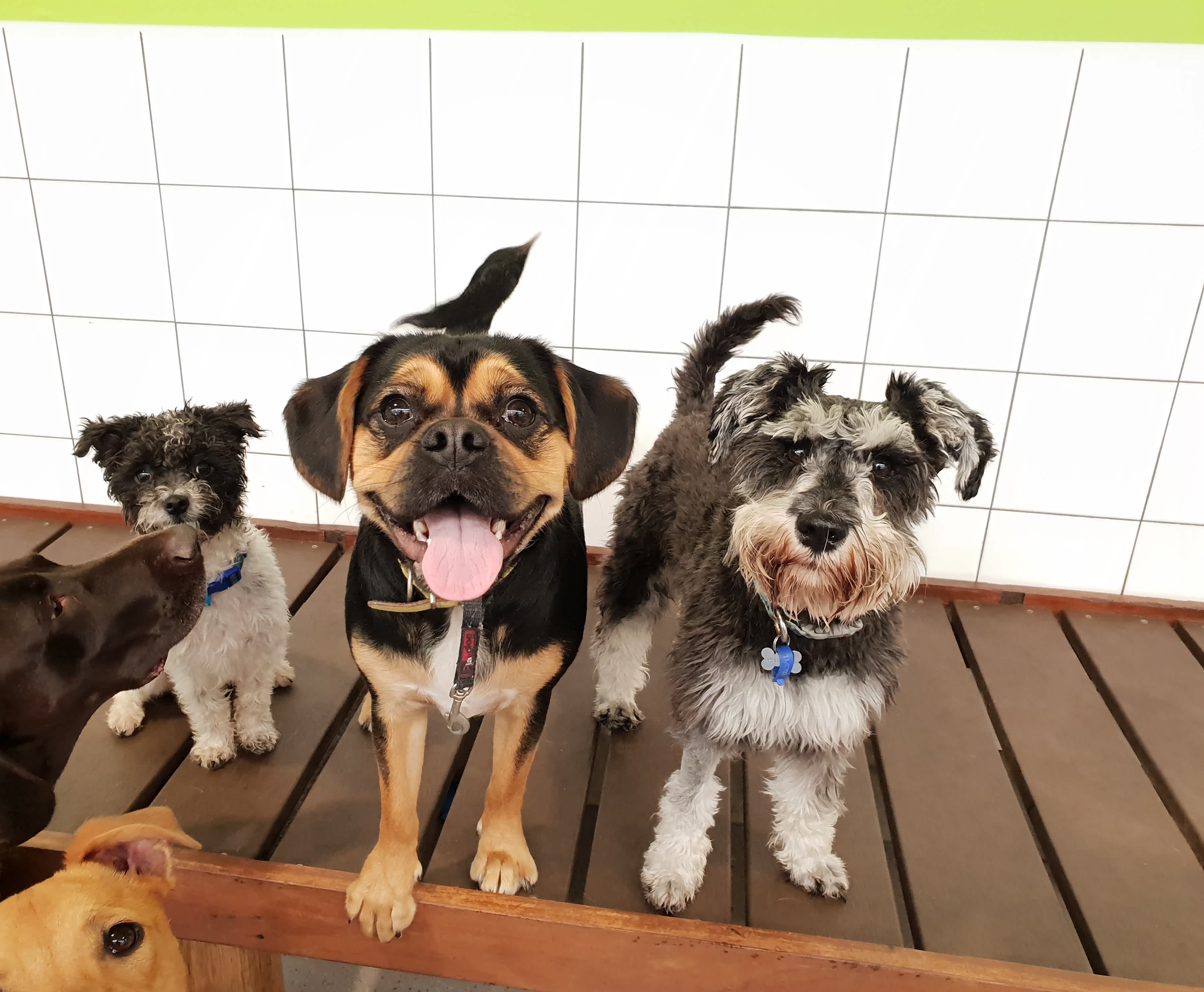 Has your dog been itching to try daycare?