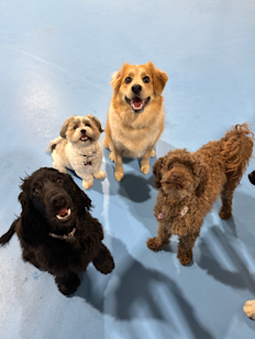 91 Grange Rd, Allenby Gardens SA 5009