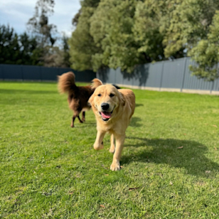 2 Vidotto Ct, Pearcedale VIC 3912