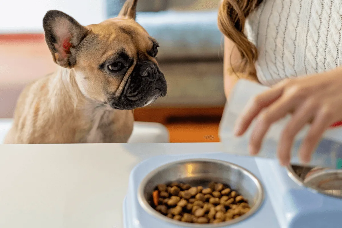 Thumbnail for How Much Should I Spend on Dog Food? Right Budget for Your Pet