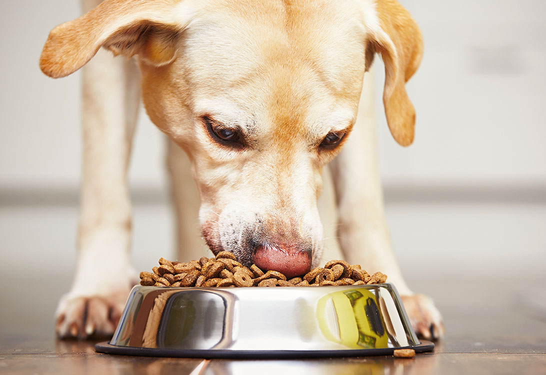 How Much to Feed Your Dog A Nutrition Guide Gallant