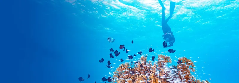 World Ocean Summit 2025: Practical takeaways and action points to restore ocean health 