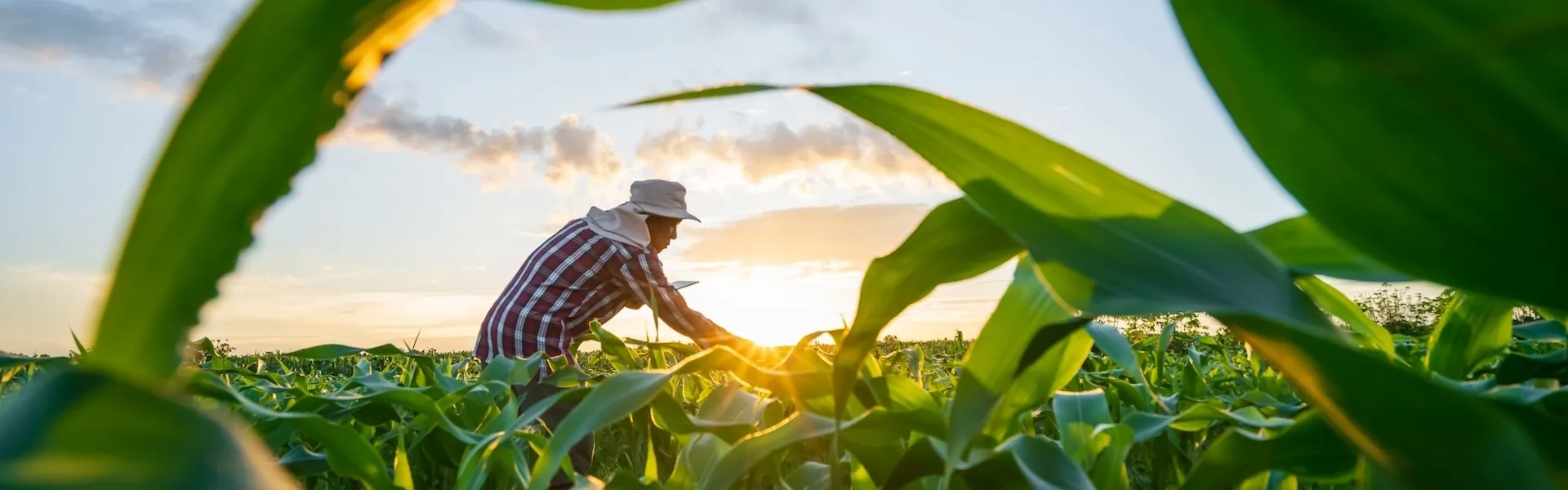 A man in a field of corn
