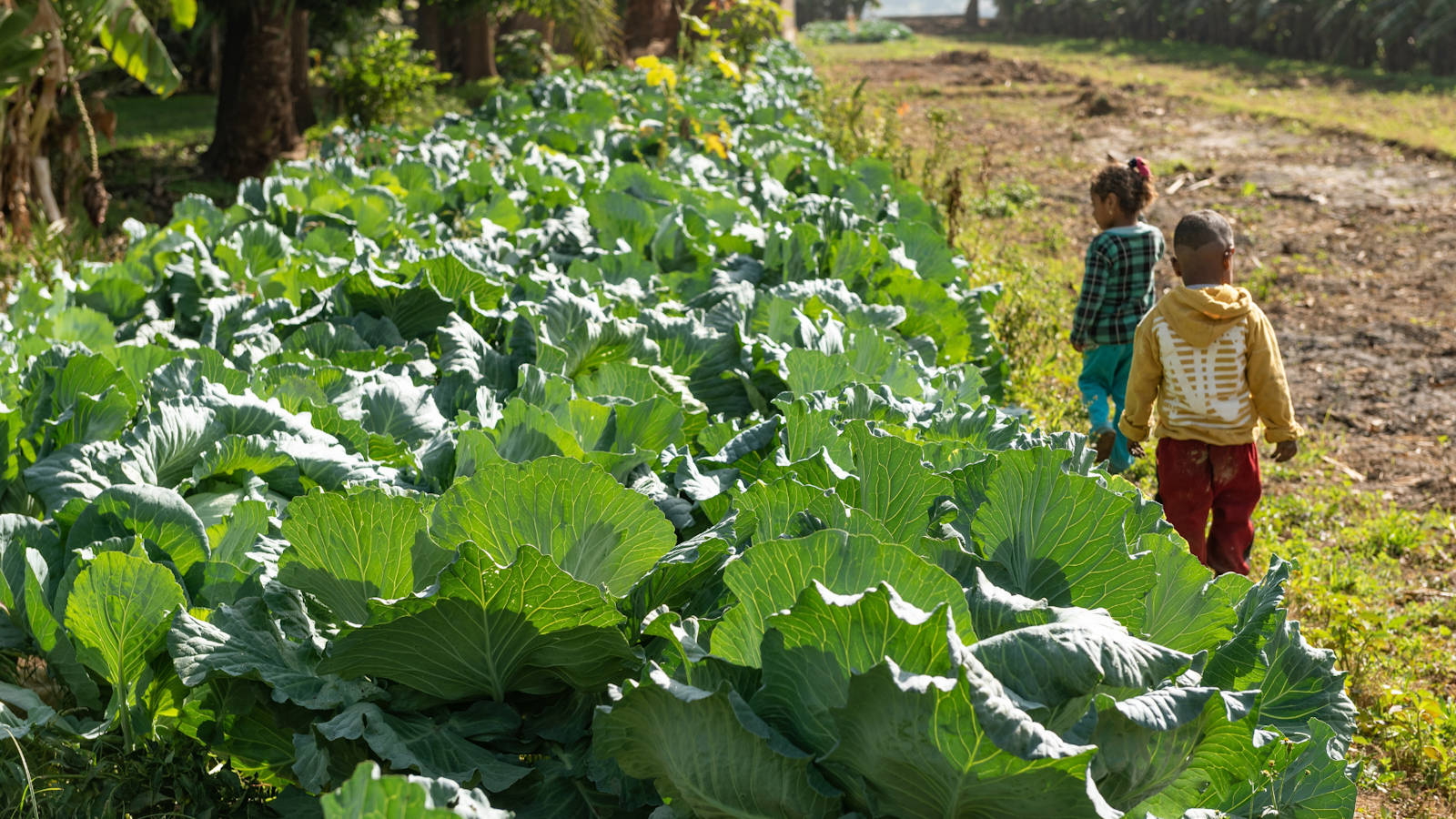 two kids are walking near soil with cabbages