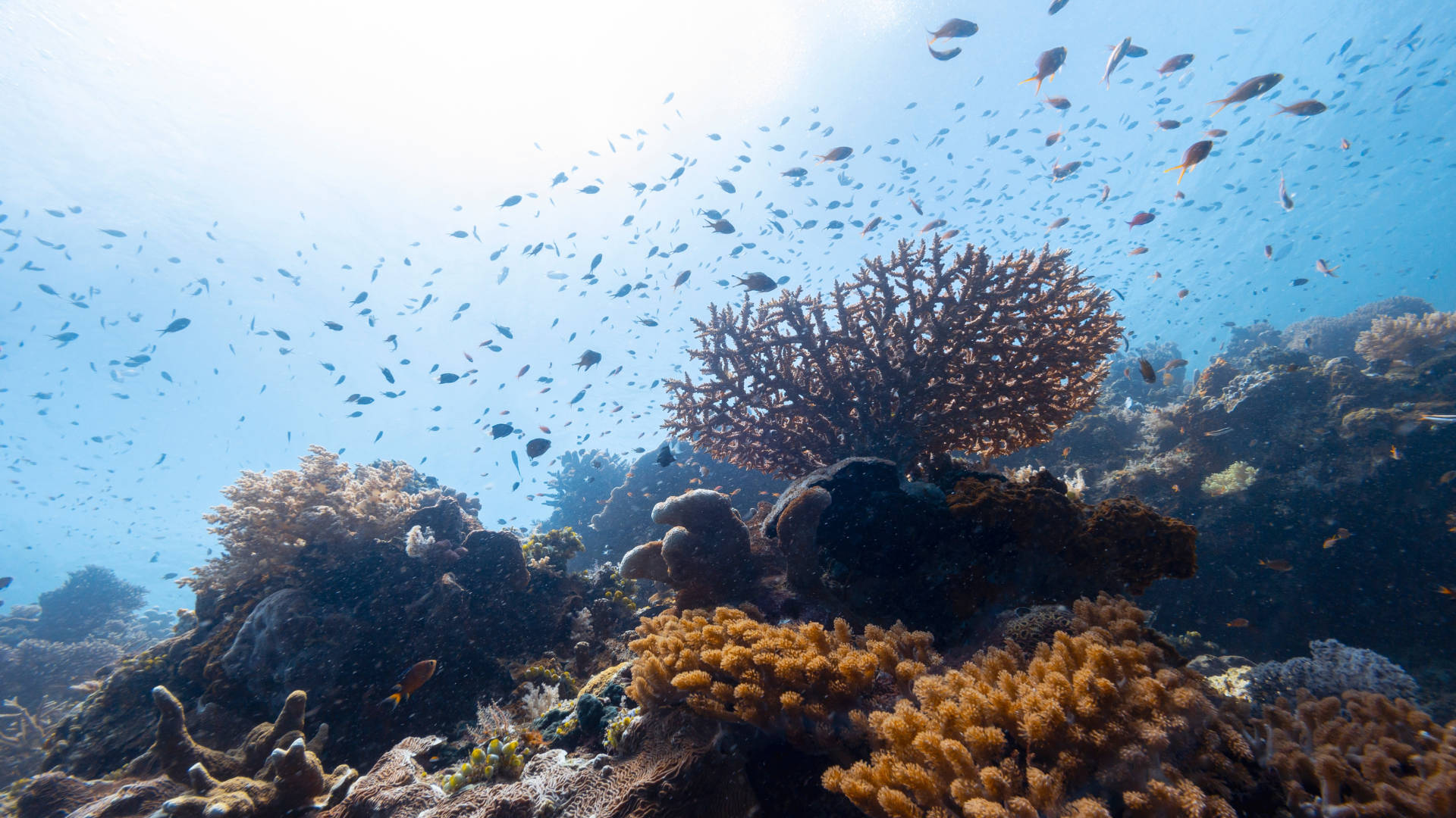 Coral reefs underwater