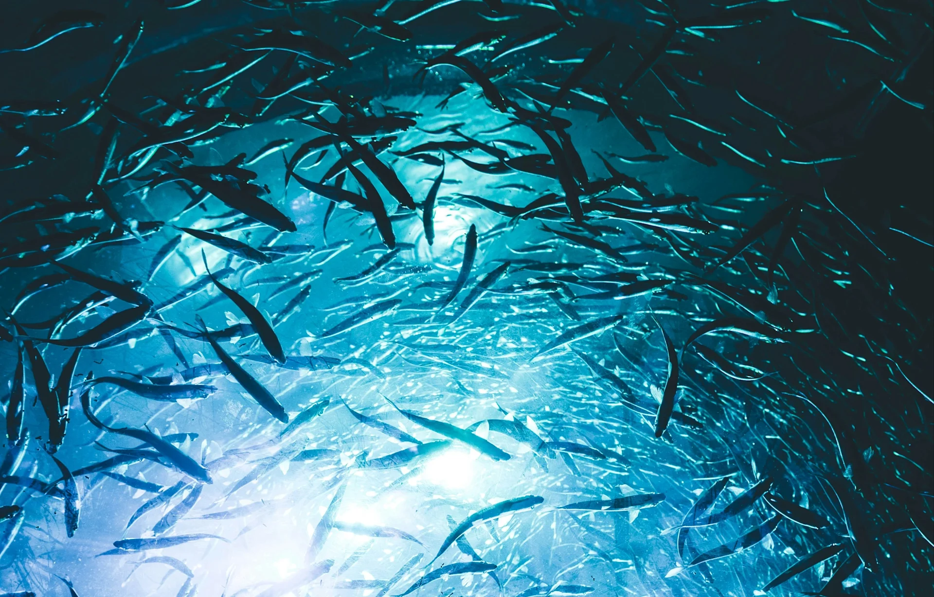 Opinion piece: Fully protected marine areas allow us to have our fish and eat them too