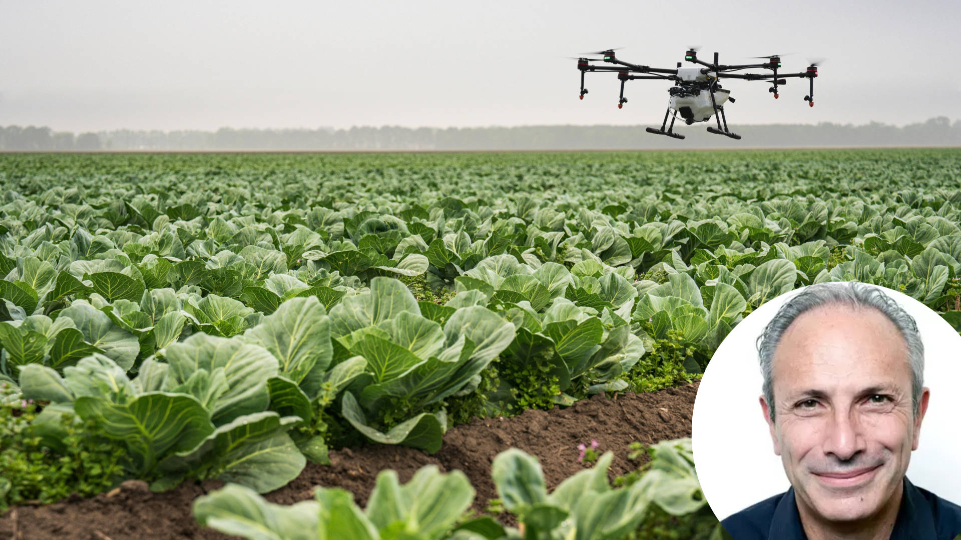 Field of cabbages and a drone above it and author photo