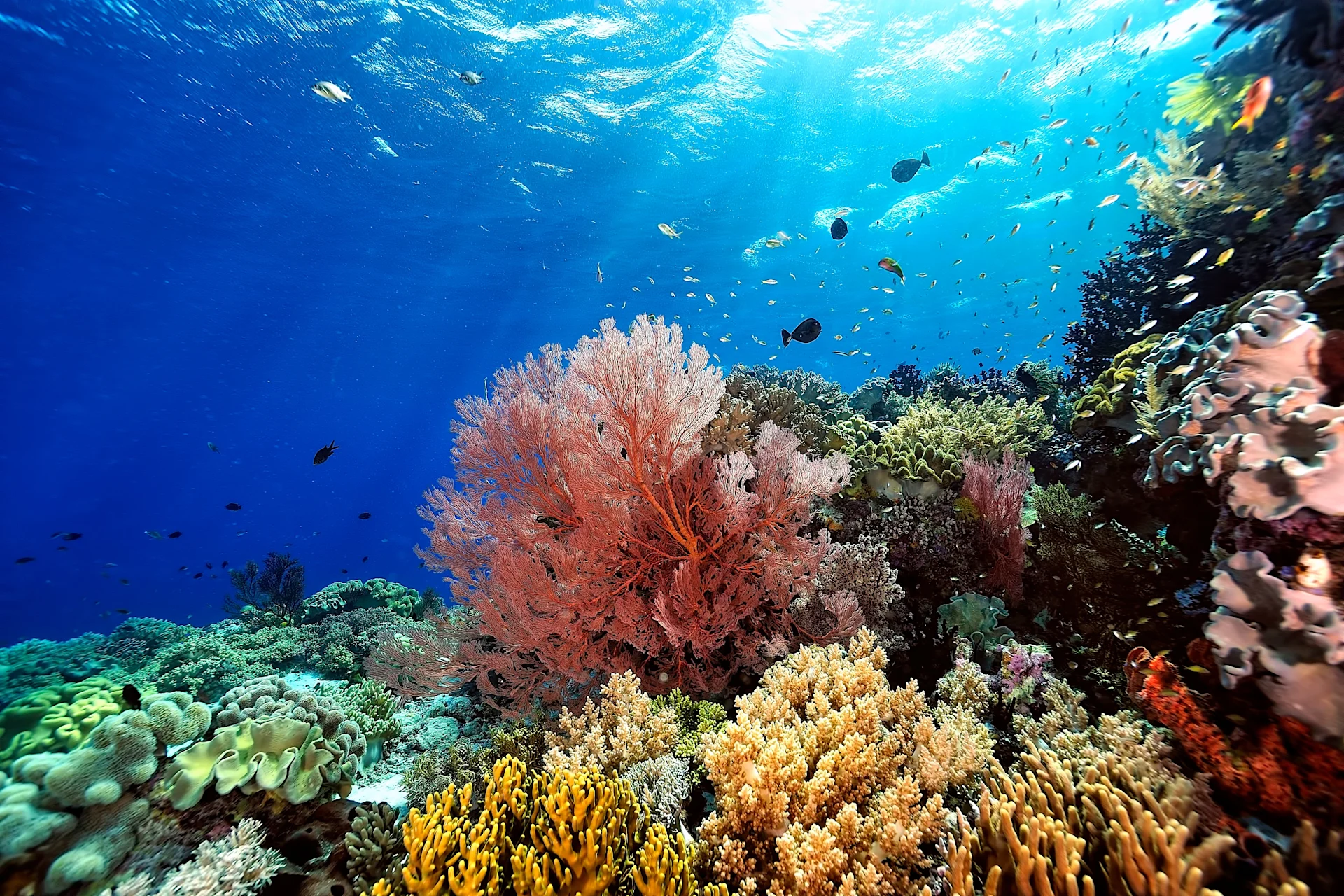 Opinion piece: From paper parks to Blue Parks: raising the bar for effective marine conservation