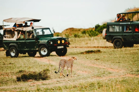 A cheetah stands on the grass with two green cars nearby filled with people taking pictures