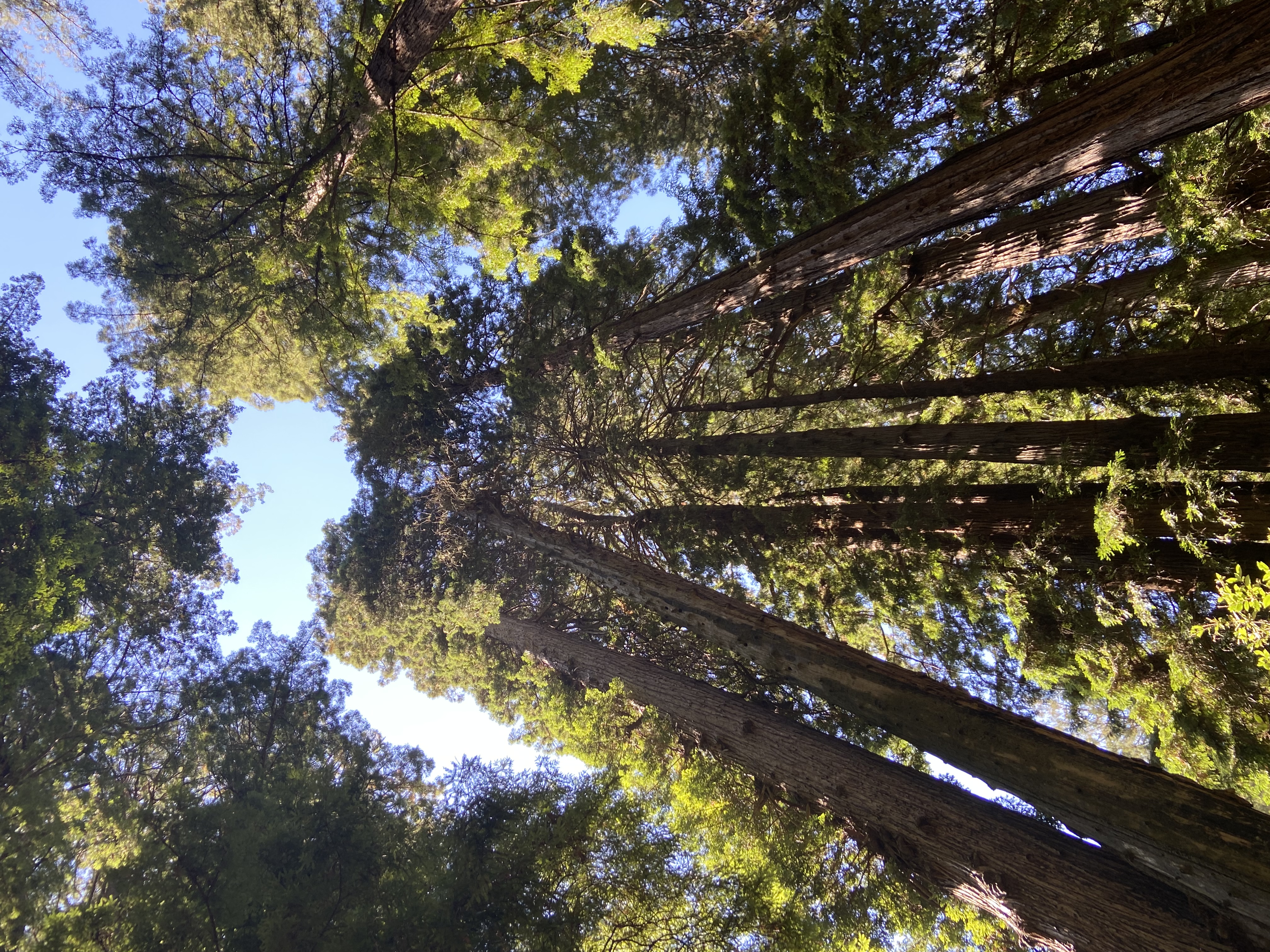 muir-woods-napa-valley-travel-guide