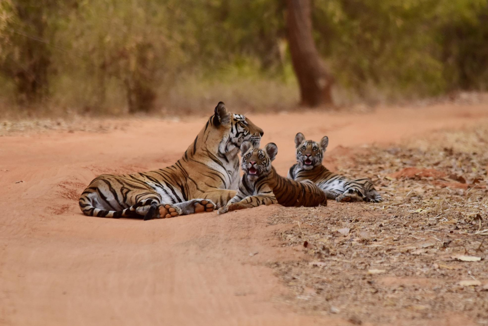 Tiger mom laying with her cubs in dirt trail of safari at Bandhavgarh National Park.