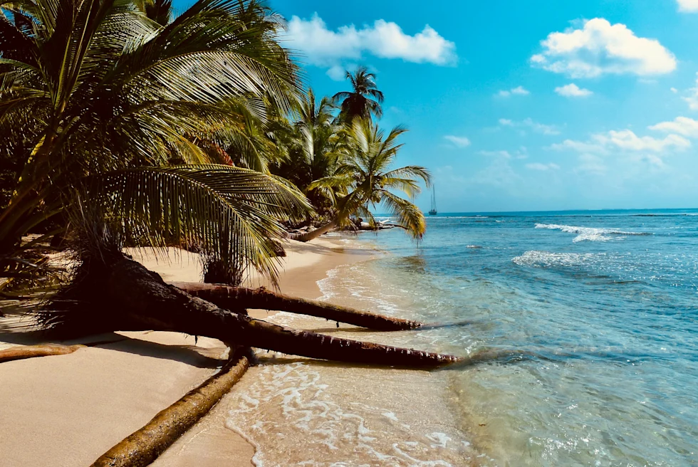cayman islands large green palms trees hanging over tan sand and blue clear water with waves and white clouds blue sky