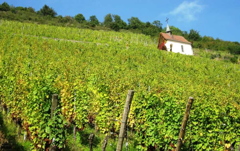 grape vineyard with a small white thatched roof house 